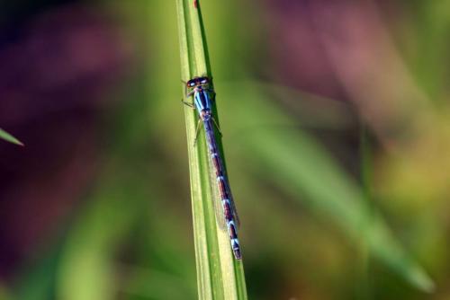Enallagma cyathigerum