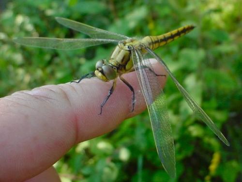 Orthetrum cancellatum