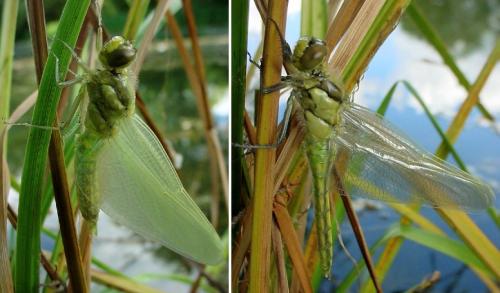 Orthetrum cancellatum
