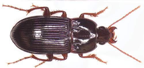 Orthomus barbarus