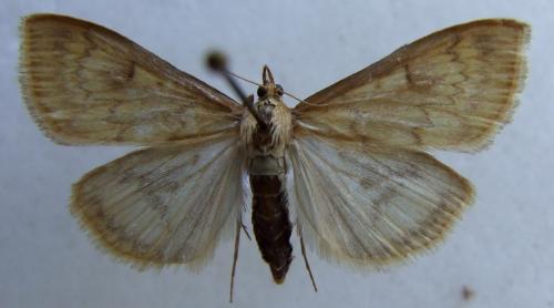 Réf. 21 399 : Ostrinia nubilalis