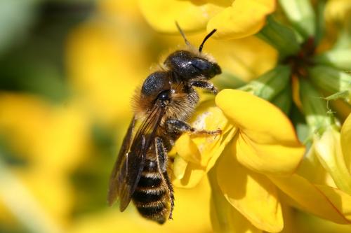 Hoplitis tridentata