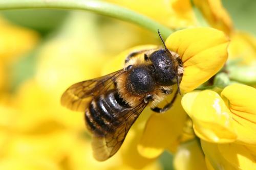 Réf. 21 474 : Hoplitis tridentata