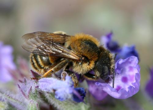 Réf. 21 541 : Osmia aurulenta