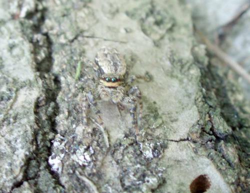 Marpissa muscosa