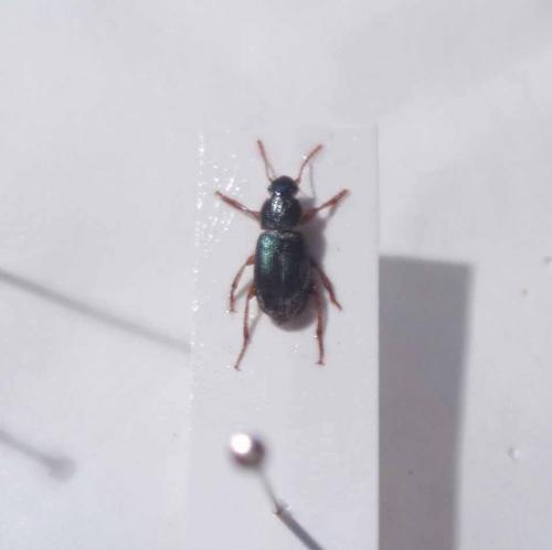 Réf. 21 687 : Ophonus azureus