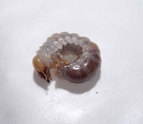 Dorcus sp.