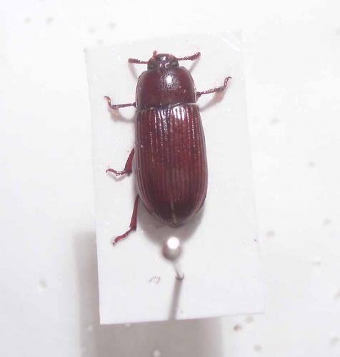 Uloma culinaris