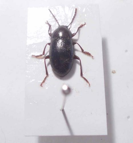 Nalassus laevioctostriatus