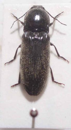 Réf. 21 951 : Hemicrepidius sp.
