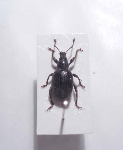 Otiorhynchus sp.