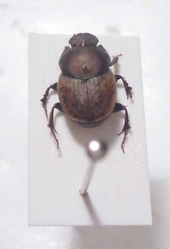 Onthophagus coenobita