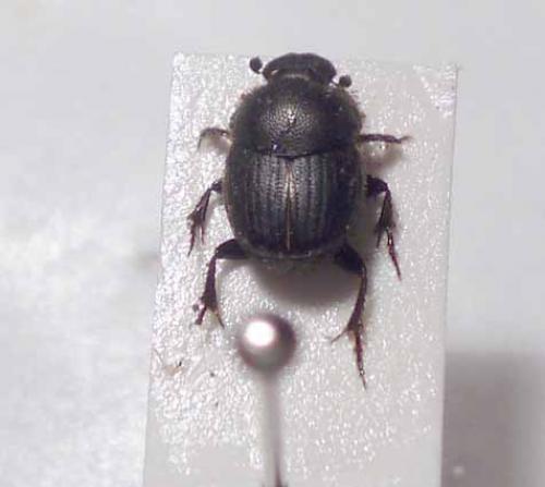 Onthophagus sp.