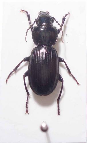 Pterostichus madidus