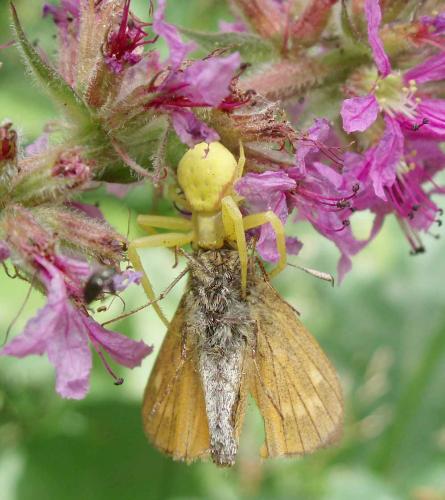 Misumena vatia