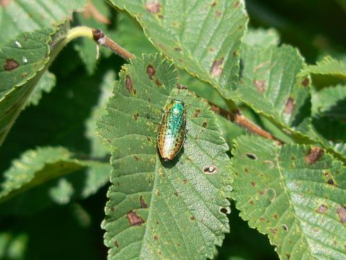 Lamprodila mirifica