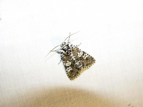 Lamprosticta culta