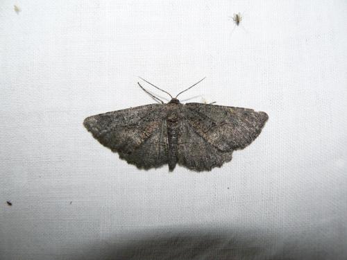 Nychiodes sp.