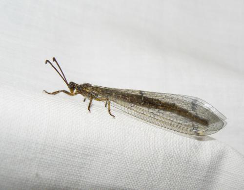 Distoleon tetragrammicus