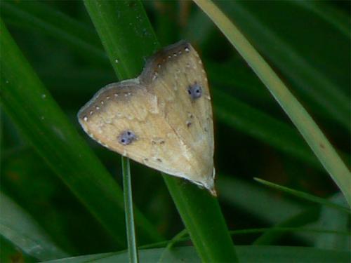 Rivula sericealis