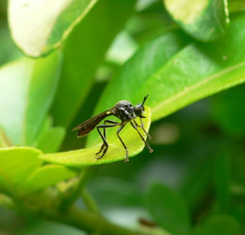 Dioctria sp.