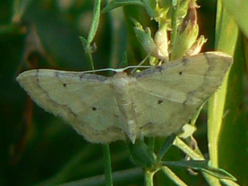 Idaea politaria