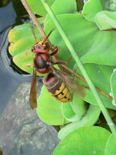 Réf. 21 709 : Vespa crabro