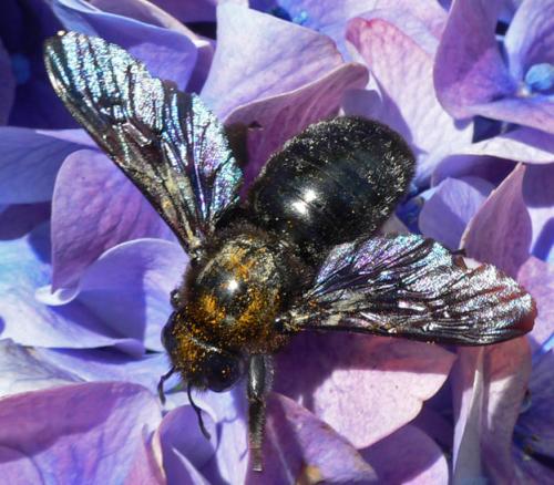 Xylocopa sp.