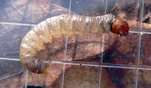 Harpella forficella