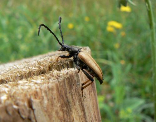 Stictoleptura rubra