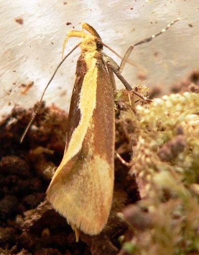 Harpella forficella