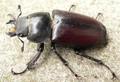 Réf. 21 076 : Lucanus cervus