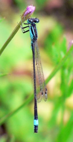 Ischnura elegans