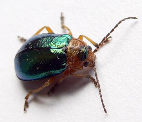 Réf. 21 602 : Sermylassa halensis