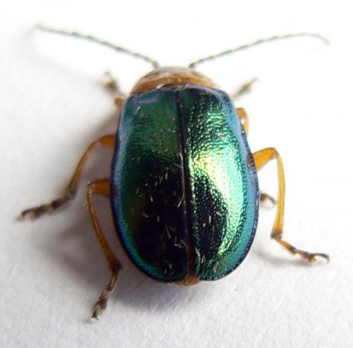 Réf. 21 603 : Sermylassa halensis