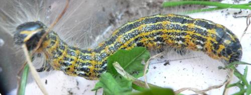Phalera bucephala