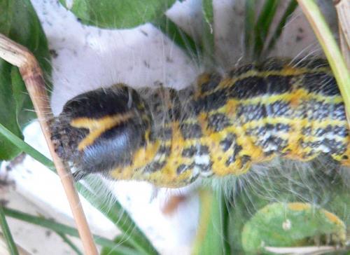 Phalera bucephala