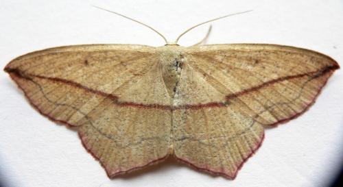 Réf. 21 682 : Timandra comae