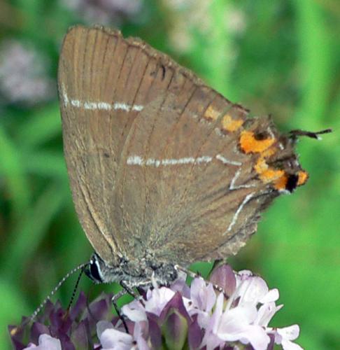 Réf. 21 833 : Satyrium w-album