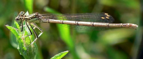 Platycnemis pennipes