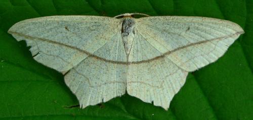 Réf. 21 829 : Timandra comae