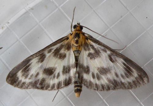 Réf. 21 830 : Anania hortulata