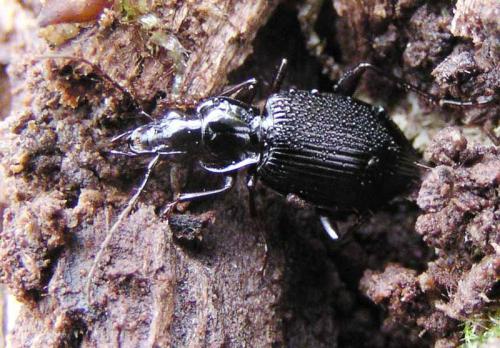 Réf. 21 171 : Platynus assimilis