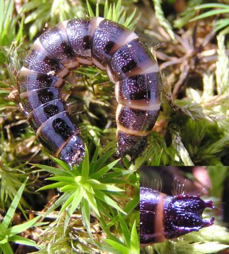 Stenagostus rhombeus