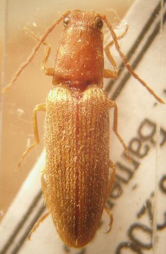 Athous bicolor