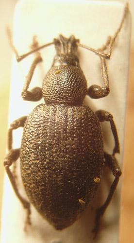 Otiorhynchus meridionalis