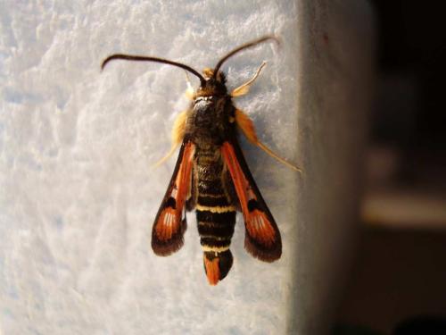 Réf. 21 161 : Pyropteron chrysidiformis