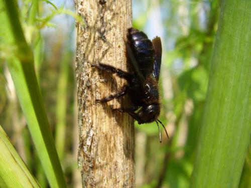 Xylocopa iris