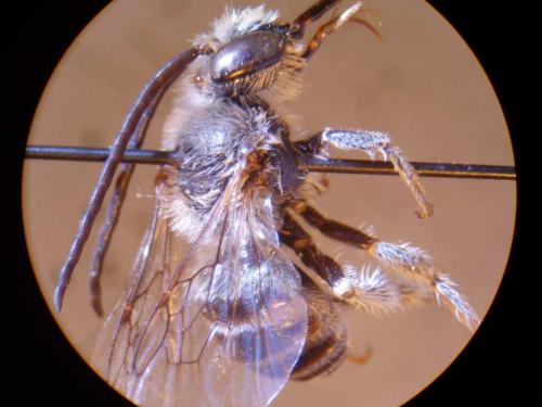 Réf. 21 612 : Tetraloniella sp.
