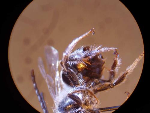 Réf. 21 613 : Tetraloniella sp.